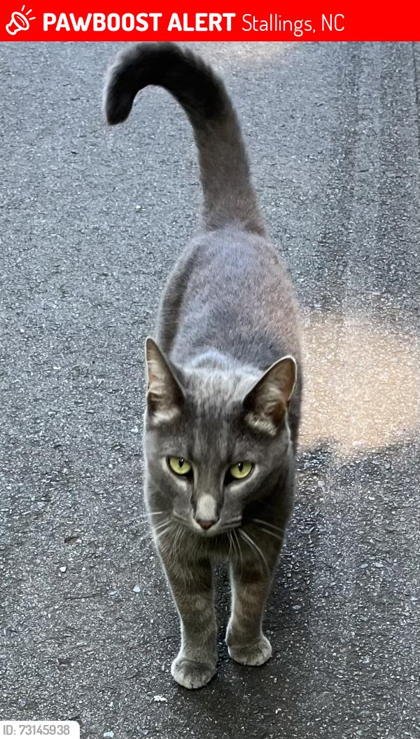 Lost Female Cat last seen Stallings park, Stallings, NC 28104