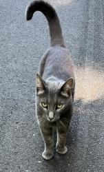 Lost Female Cat last seen Stallings park, Stallings, NC 28104