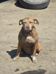 Lost Female Dog last seen Near Bonita Grande Dr, Bonita Springs, FL 34135, Bonita Springs, FL 34135