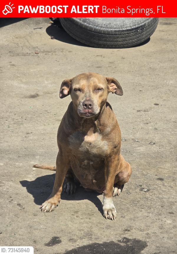 Lost Female Dog last seen Near Bonita Grande Dr, Bonita Springs, FL 34135, Bonita Springs, FL 34135