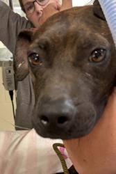 Shelter Stray Female Dog last seen Near Wesson, PONTIAC, MI, 48341, 1200 N Telegraph Building 42E, Pontiac, MI 48340, USA