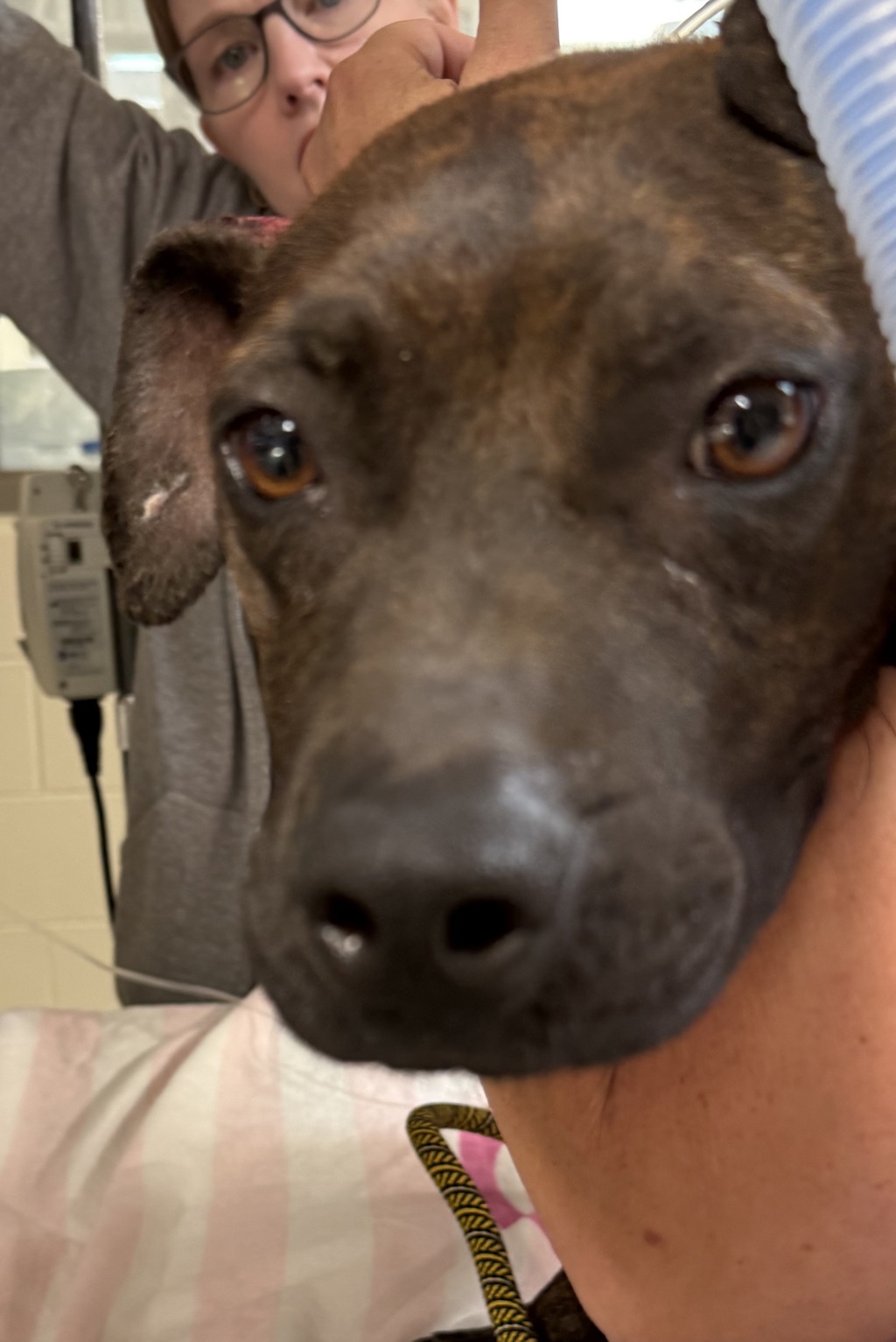 Shelter Stray Female Dog last seen Near Wesson, PONTIAC, MI, 48341, 1200 N Telegraph Building 42E, Pontiac, MI 48340, USA