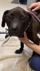 Shelter Stray Male Dog last seen Near Wesson, PONTIAC, MI, 48341, 1200 N Telegraph Building 42E, Pontiac, MI 48340, USA