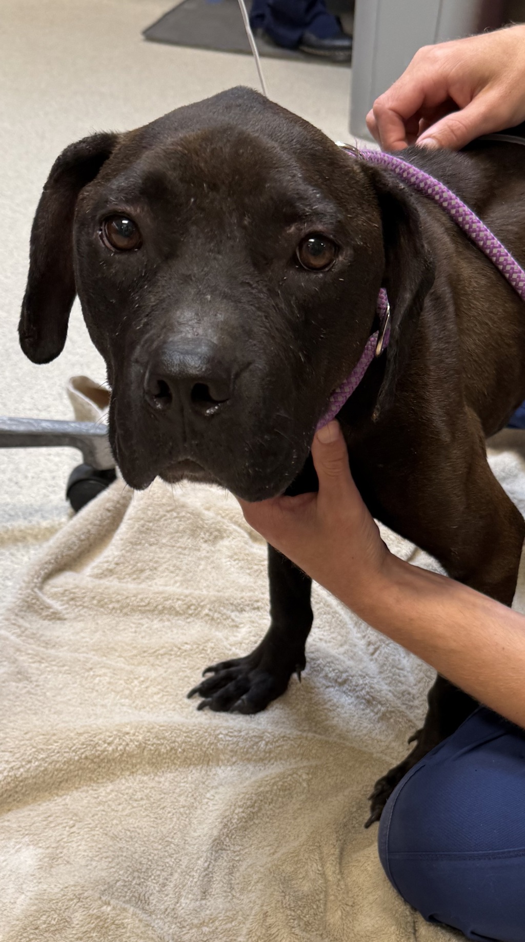 Shelter Stray Male Dog last seen Near Wesson, PONTIAC, MI, 48341, 1200 N Telegraph Building 42E, Pontiac, MI 48340, USA