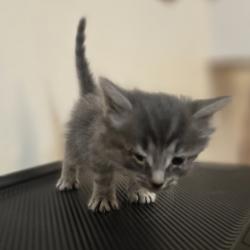 Shelter Stray Female Cat last seen Chestnut Street, LIVERMORE, CA, 94551, 8323 Baldwin St, Oakland, CA 94621, USA