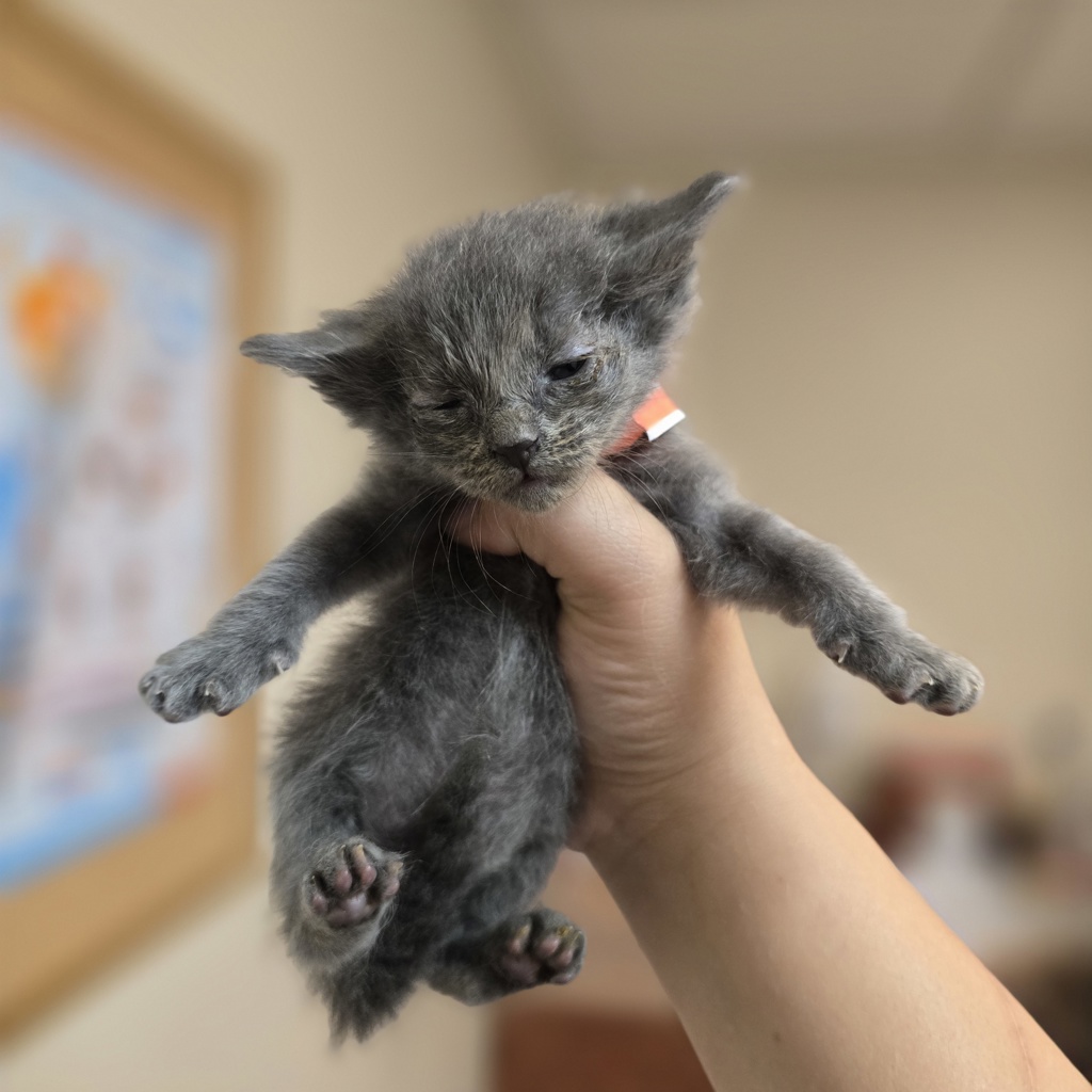 Shelter Stray Female Cat last seen Chestnut Street, LIVERMORE, CA, 94551, 8323 Baldwin St, Oakland, CA 94621, USA