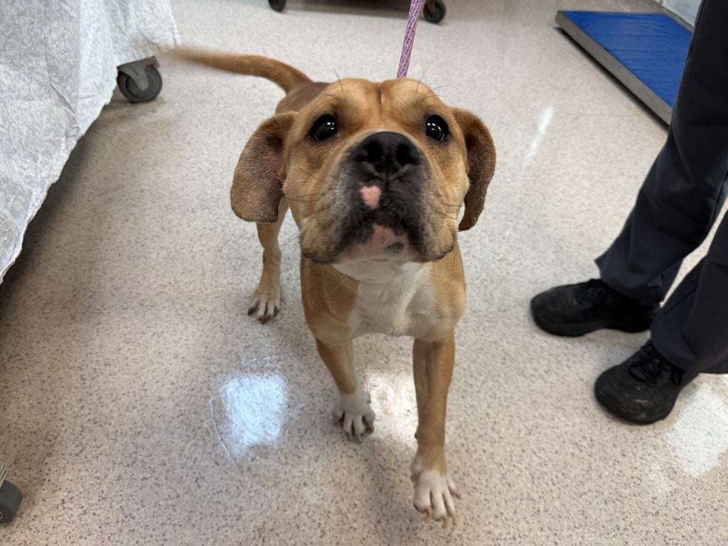 Shelter Stray Male Dog last seen Near Webster Avenue, BRONX, NY, 10467, 326 E 110th St, New York, NY 10029, USA