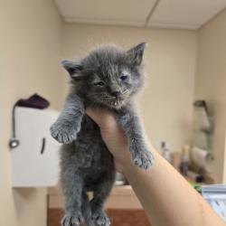 Shelter Stray Male Cat last seen Chestnut Street, LIVERMORE, CA, 94551, 8323 Baldwin St, Oakland, CA 94621, USA