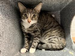 Shelter Stray Female Cat last seen Near E 161st, BRONX, NY, 10451, 326 E 110th St, New York, NY 10029, USA