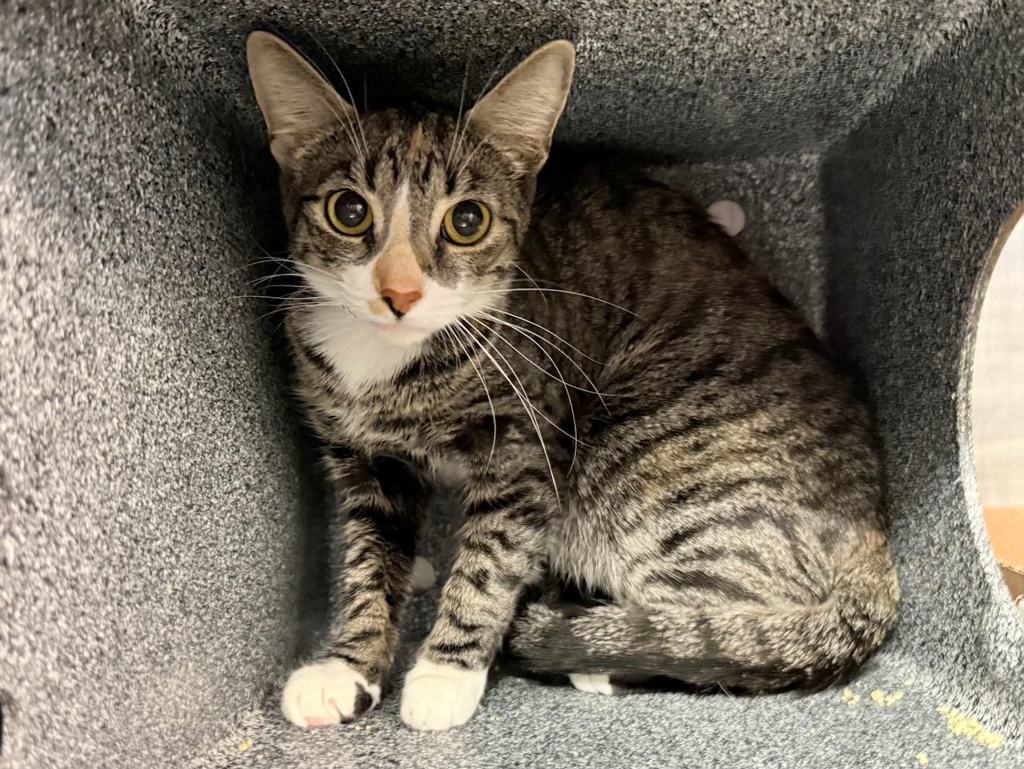 Shelter Stray Female Cat last seen Near E 161st, BRONX, NY, 10451, 326 E 110th St, New York, NY 10029, USA
