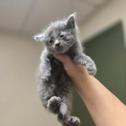 Shelter Stray Male Cat last seen Chestnut Street, LIVERMORE, CA, 94551, 8323 Baldwin St, Oakland, CA 94621, USA
