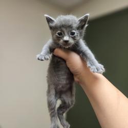 Shelter Stray Male Cat last seen Chestnut Street, LIVERMORE, CA, 94551, 8323 Baldwin St, Oakland, CA 94621, USA