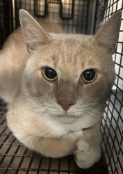 Shelter Stray Unknown Cat last seen Near Tripp Court, RALEIGH, NC, 27616, 820 Beacon Lake Dr, Raleigh, NC 27610, USA