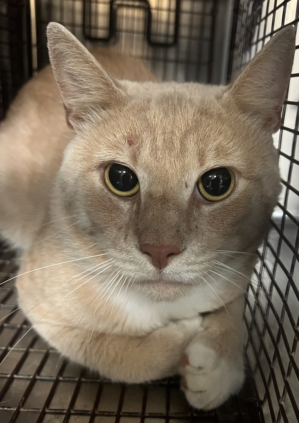 Shelter Stray Unknown Cat last seen Near Tripp Court, RALEIGH, NC, 27616, 820 Beacon Lake Dr, Raleigh, NC 27610, USA