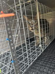 Shelter Stray Unknown Cat last seen Near Gainsborough Road, VIRGINIA BEACH, VA, 23462, 341 S Birdneck Rd, Virginia Beach, VA 23451, USA