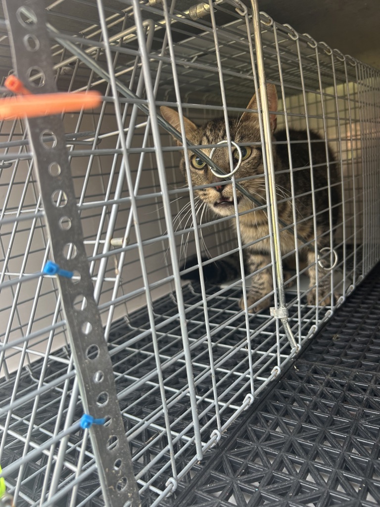 Shelter Stray Unknown Cat last seen Near Gainsborough Road, VIRGINIA BEACH, VA, 23462, 341 S Birdneck Rd, Virginia Beach, VA 23451, USA
