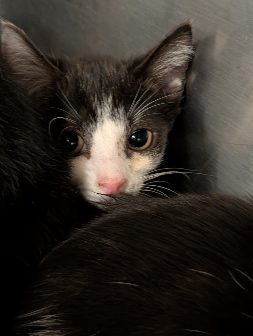 Shelter Stray Female Cat last seen Near Hecate Drive, VIRGINIA BEACH, VA, 23454, 341 S Birdneck Rd, Virginia Beach, VA 23451, USA