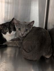 Shelter Stray Male Cat last seen Near Hecate Drive, VIRGINIA BEACH, VA, 23454, 341 S Birdneck Rd, Virginia Beach, VA 23451, USA