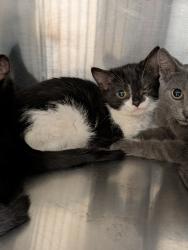 Shelter Stray Female Cat last seen Near Hecate Drive, VIRGINIA BEACH, VA, 23454, 341 S Birdneck Rd, Virginia Beach, VA 23451, USA