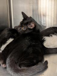 Shelter Stray Male Cat last seen Near Hecate Drive, VIRGINIA BEACH, VA, 23454, 341 S Birdneck Rd, Virginia Beach, VA 23451, USA