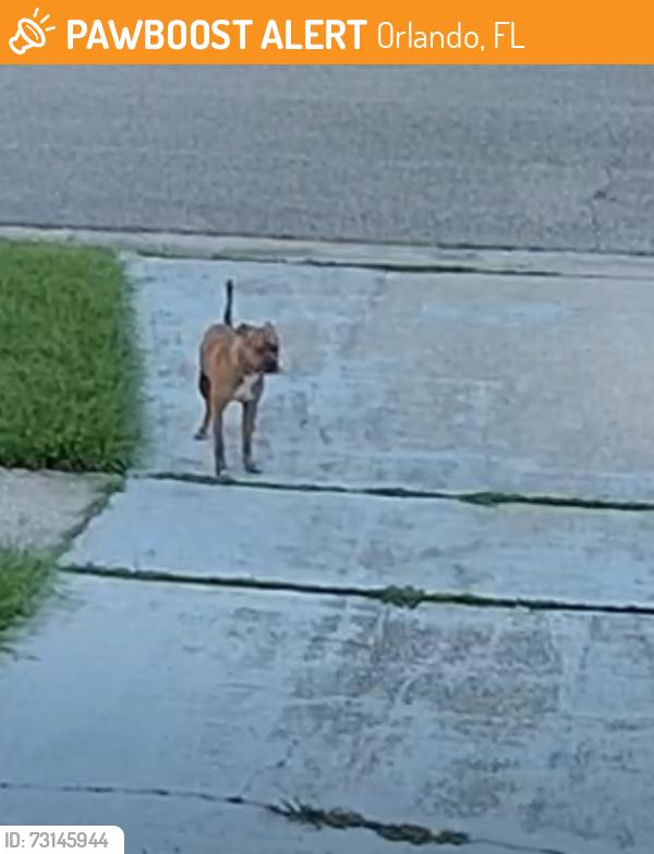 Found/Stray Unknown Dog last seen Rio Pinar Lakes neighborhood off Curry Ford, Orlando, FL 32822