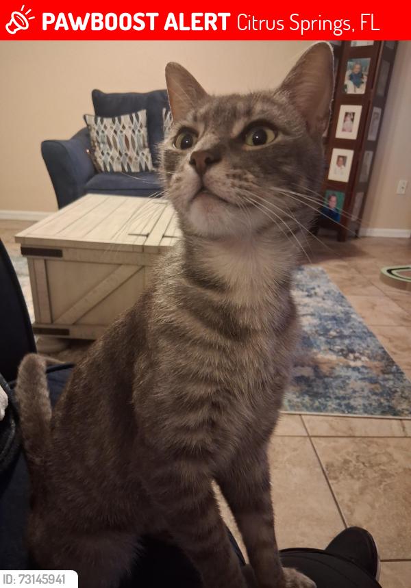 Lost Male Cat last seen Santos, Citrus Springs, FL 34434