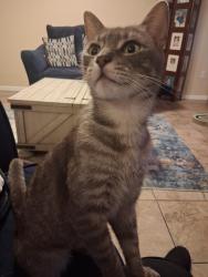 Lost Male Cat last seen Santos, Citrus Springs, FL 34434