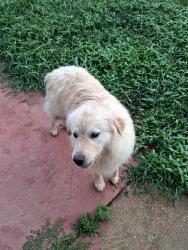 Reunited Male Dog last seen Near Rolling Fields Dr, Memphis, TN 38134, USA, Memphis, TN 38134