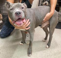 Reunited Male Dog last seen Mooney Lane and Sugar Cove Road, Buncombe County, NC 28787