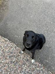 Reunited Unknown Dog last seen Laporte Ave and Sunset St, Fort Collins, CO 80521