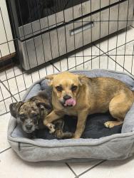 Found/Stray Female Dog last seen Yosemite avenue and Los Angeles, Simi Valley, CA 93063