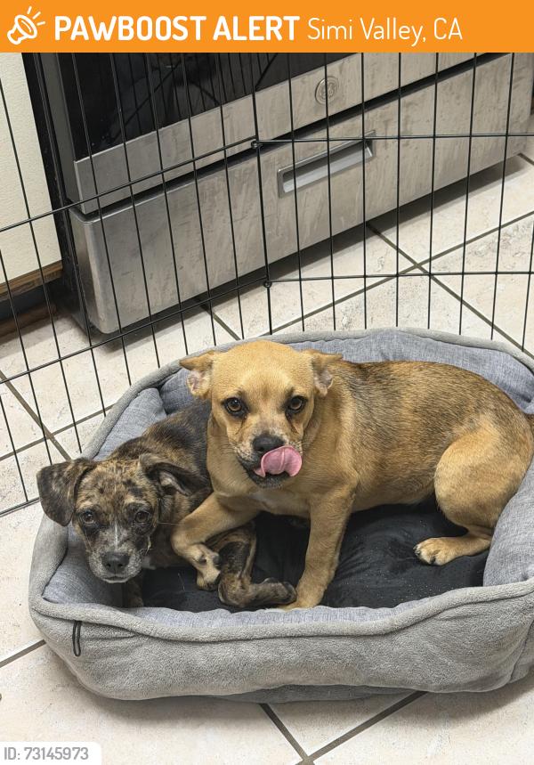Found/Stray Female Dog last seen Yosemite avenue and Los Angeles, Simi Valley, CA 93063