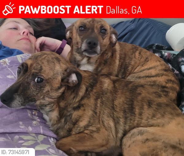 Lost Female Dog last seen Nebo Road, Dallas, GA 30157