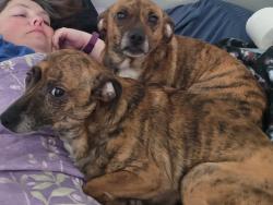 Lost Female Dog last seen Nebo Road, Dallas, GA 30157