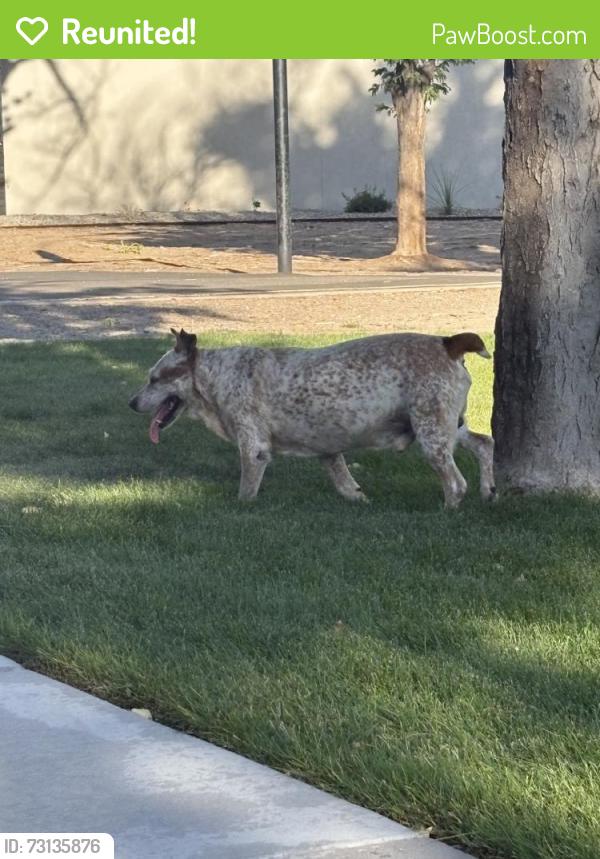 Reunited Male Dog last seen Near Montgomery Blvd NE, Albuquerque, NM 87109, USA, Albuquerque, NM 87111