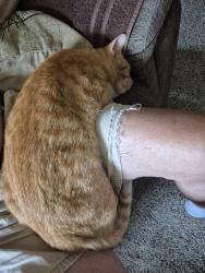 Lost Male Cat last seen Garrison Road, Elmer, NJ 08318