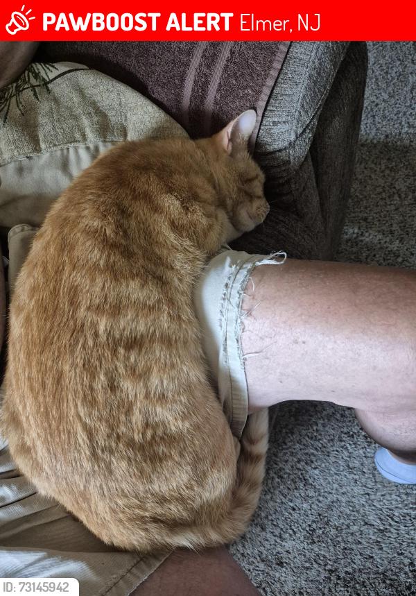 Lost Male Cat last seen Garrison Road, Elmer, NJ 08318