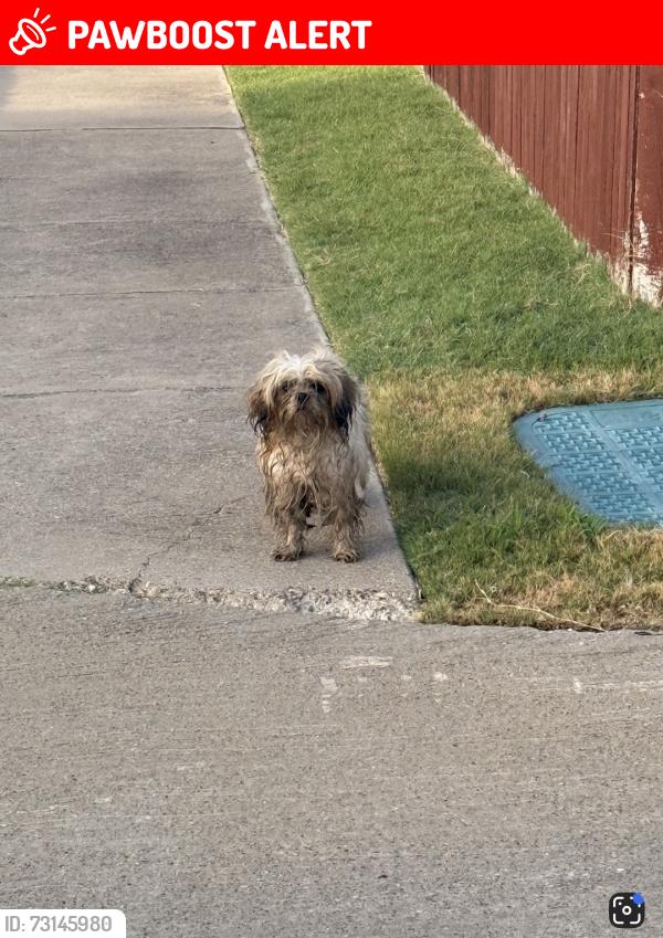 Lost Male Dog last seen Passage Way, Bear Creek Ranch, TX 75146
