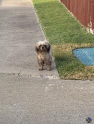 Lost Male Dog last seen Passage Way, Bear Creek Ranch, TX 75146
