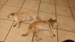 Reunited Female Dog last seen Southwest 34th terrace, Gainesville, FL 32608
