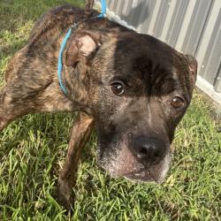Shelter Stray Male Dog last seen , 3100 Deats Rd, Dickinson, TX 77539, USA