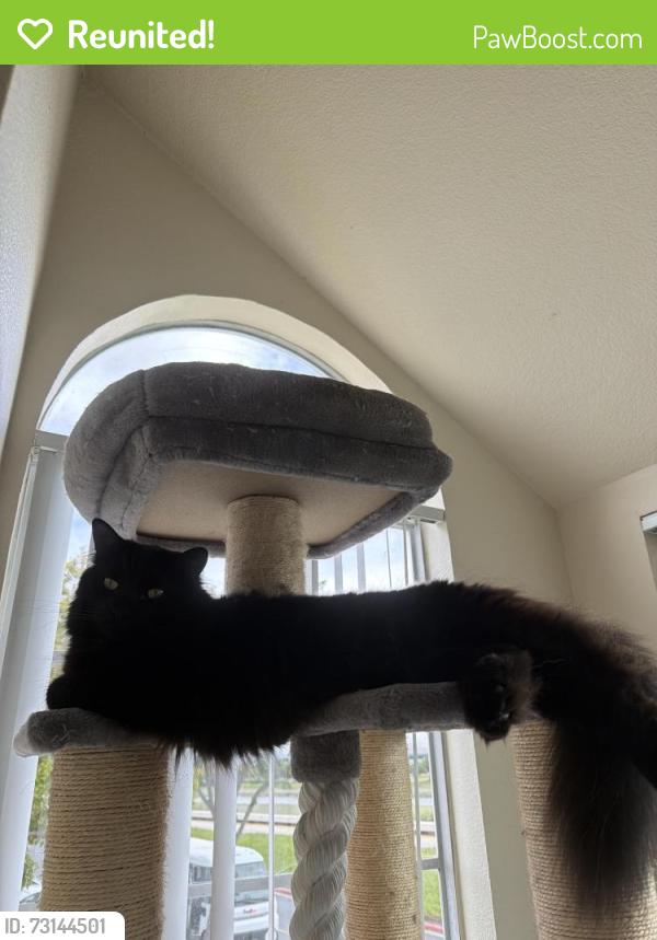 Reunited Male Cat last seen Near Timberhead Ln, Foster City, Ca, San Mateo, CA 94404