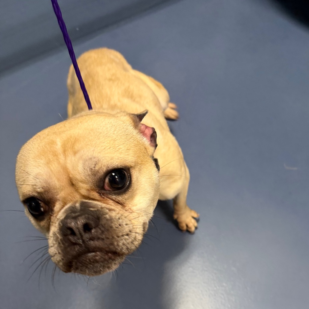 Shelter Stray Female Dog last seen , 980 Guilford College Rd, Greensboro, NC 27409, USA
