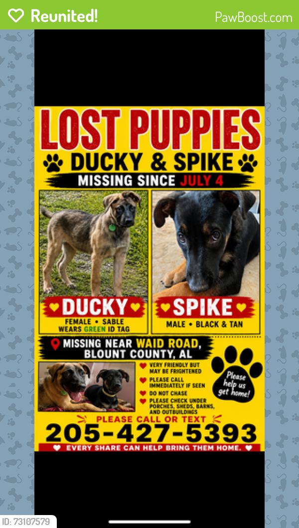Reunited Female Dog last seen Near Waid Rd, Oneonta, AL 35121, USA, Oneonta, AL 35121