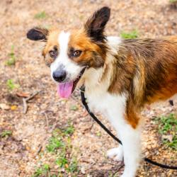 Shelter Stray Female Dog last seen , 1901 N 31st Ave, Hattiesburg, MS 39401, USA