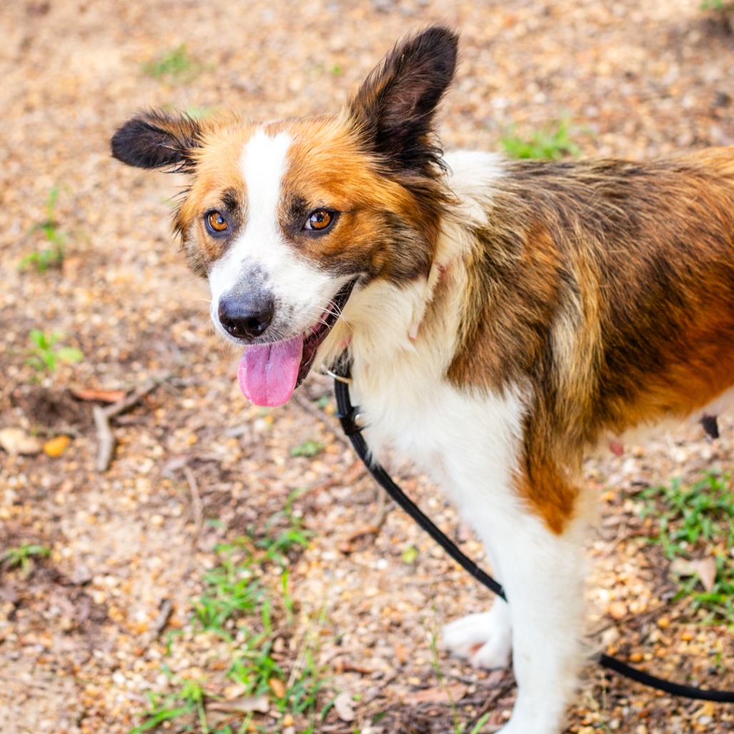 Shelter Stray Female Dog last seen , 1901 N 31st Ave, Hattiesburg, MS 39401, USA