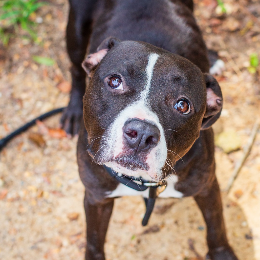 Shelter Stray Female Dog last seen , 1901 N 31st Ave, Hattiesburg, MS 39401, USA