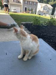 Found/Stray Female Cat last seen Eldredge Court and Candlewick Street, Spartanburg County, SC 29369