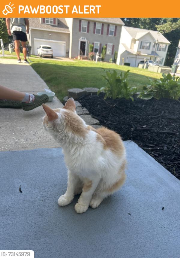 Found/Stray Female Cat last seen Eldredge Court and Candlewick Street, Spartanburg County, SC 29369