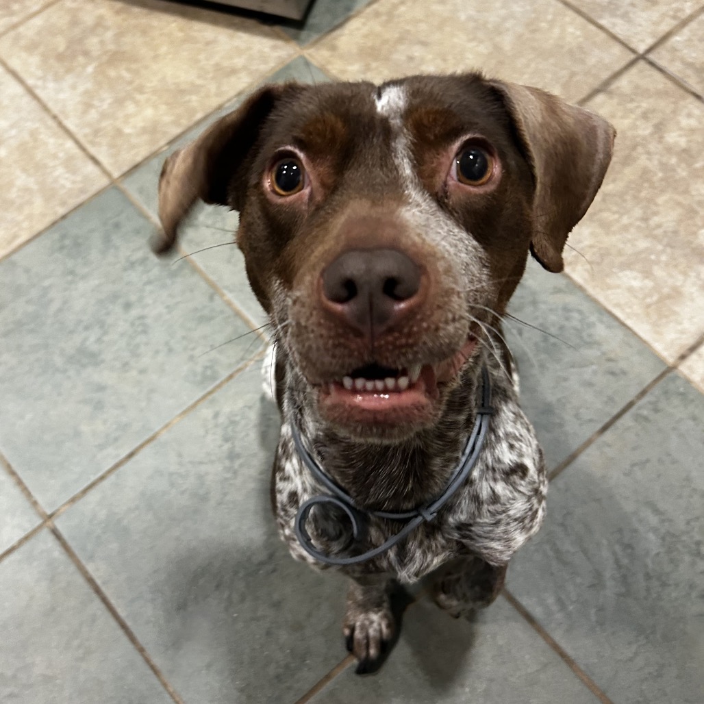 Shelter Stray Female Dog last seen , 4500 N Access Rd, Chattanooga, TN 37415, USA